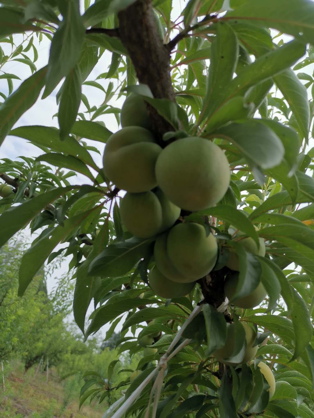 四川廣安蜂糖李苗種植技術(shù),四川廣安蜂糖李苗出售
