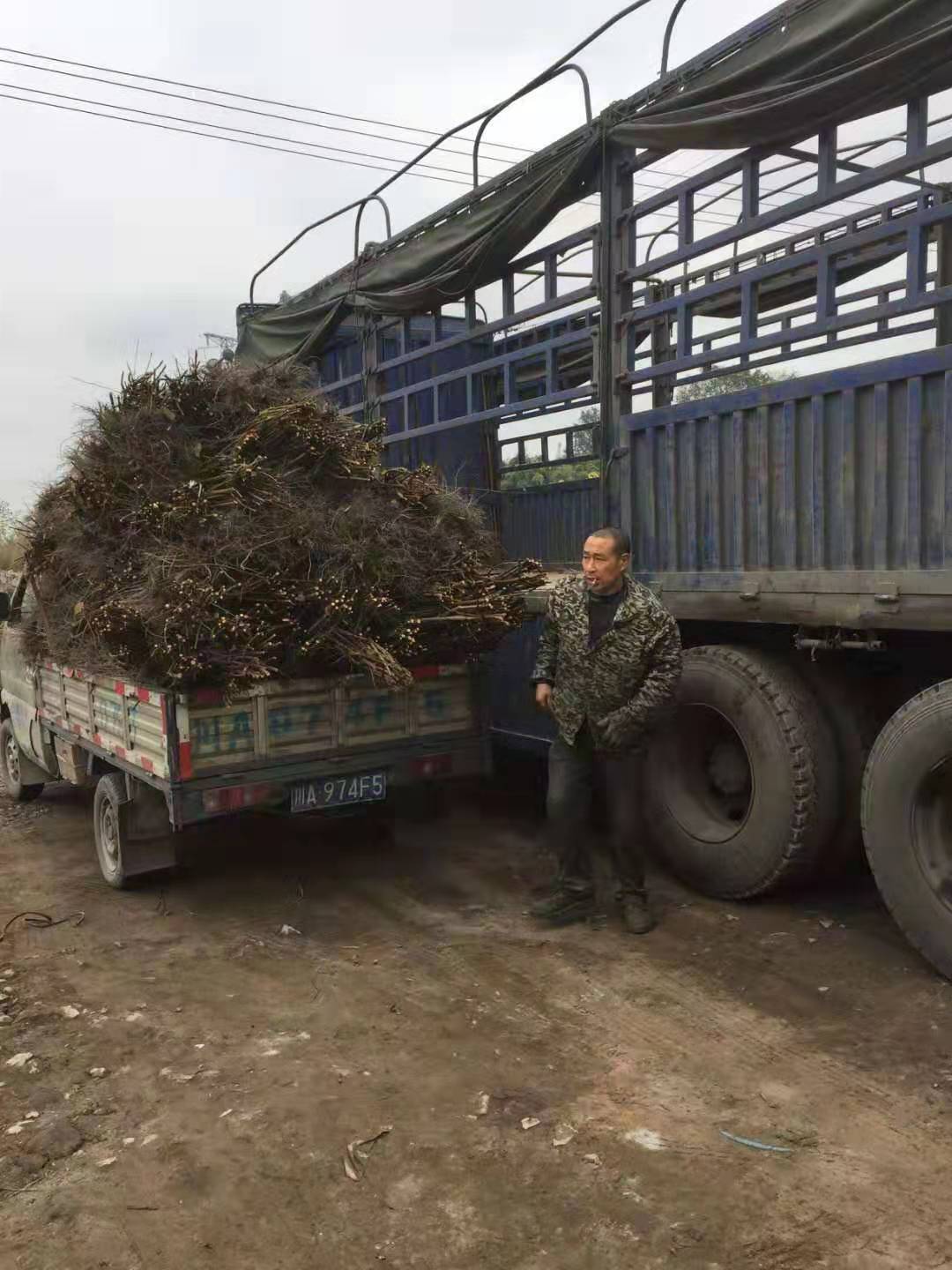 重慶綦江蜂糖李子樹苗多少錢,重慶綦江蜂糖李子樹苗那里好