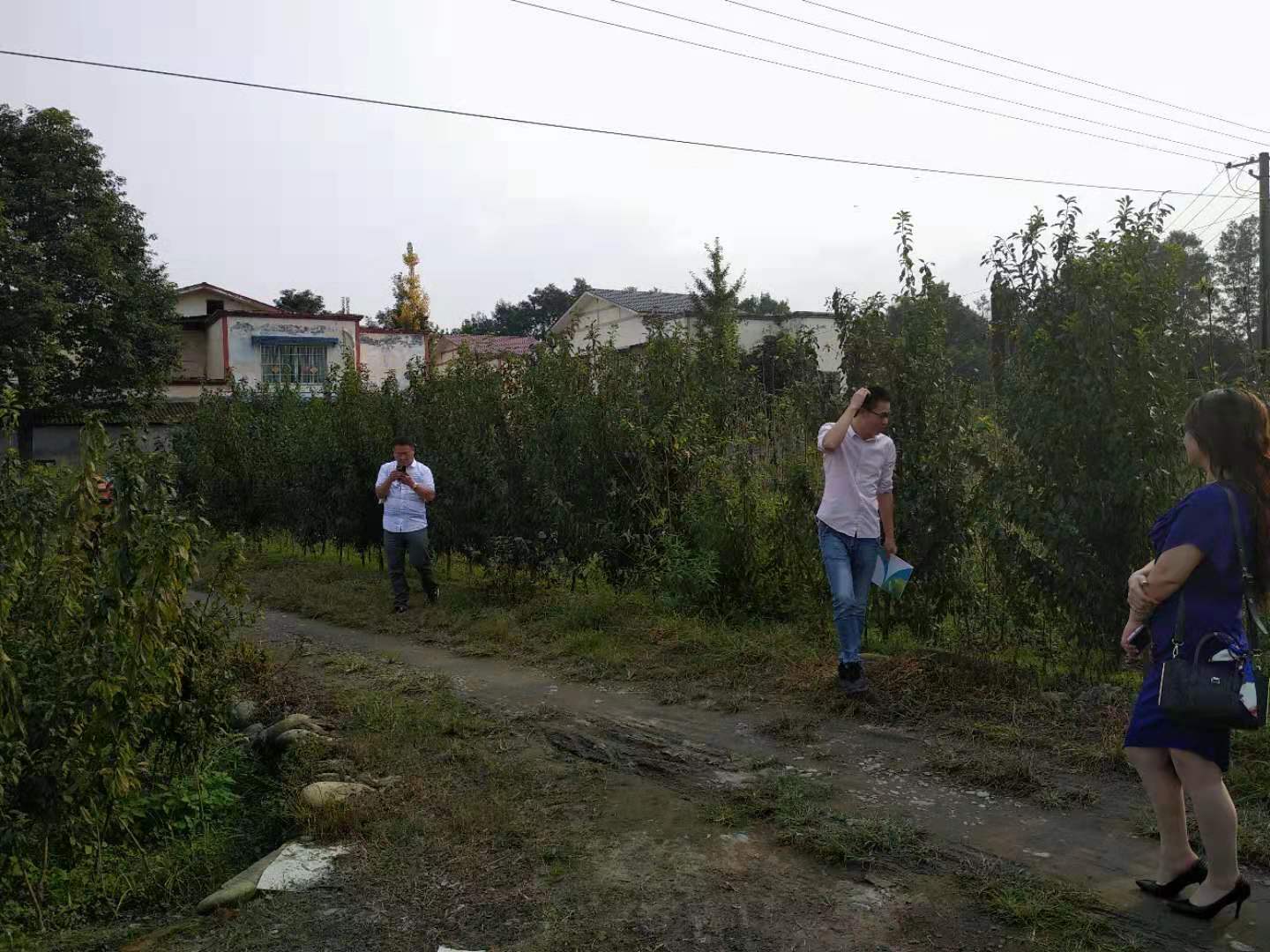 四川達(dá)州蜂糖李子樹苗種植技術(shù),四川達(dá)州蜂糖李子樹苗銷售