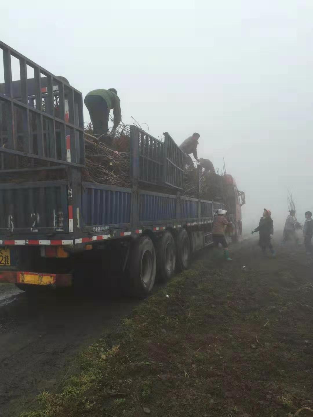 重慶榮昌蜂糖李子樹苗批發(fā)基地,重慶榮昌蜂糖李子樹苗批發(fā)