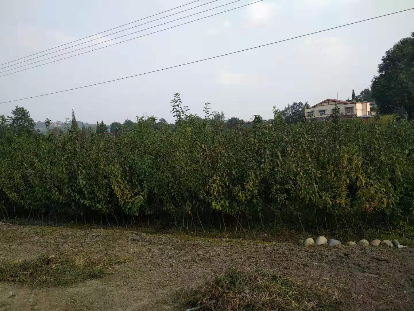 湖北鄂州蜂糖李苗多少錢一根,湖北鄂州蜂糖李苗供應(yīng)
