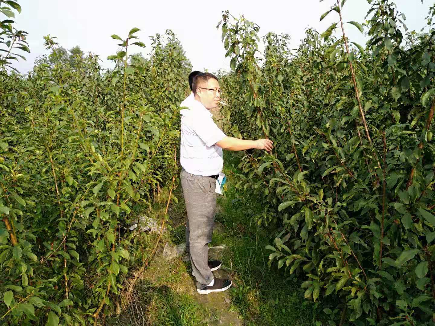 廣西桂林蜂糖李苗批發(fā)基地,廣西桂林蜂糖李苗苗圃