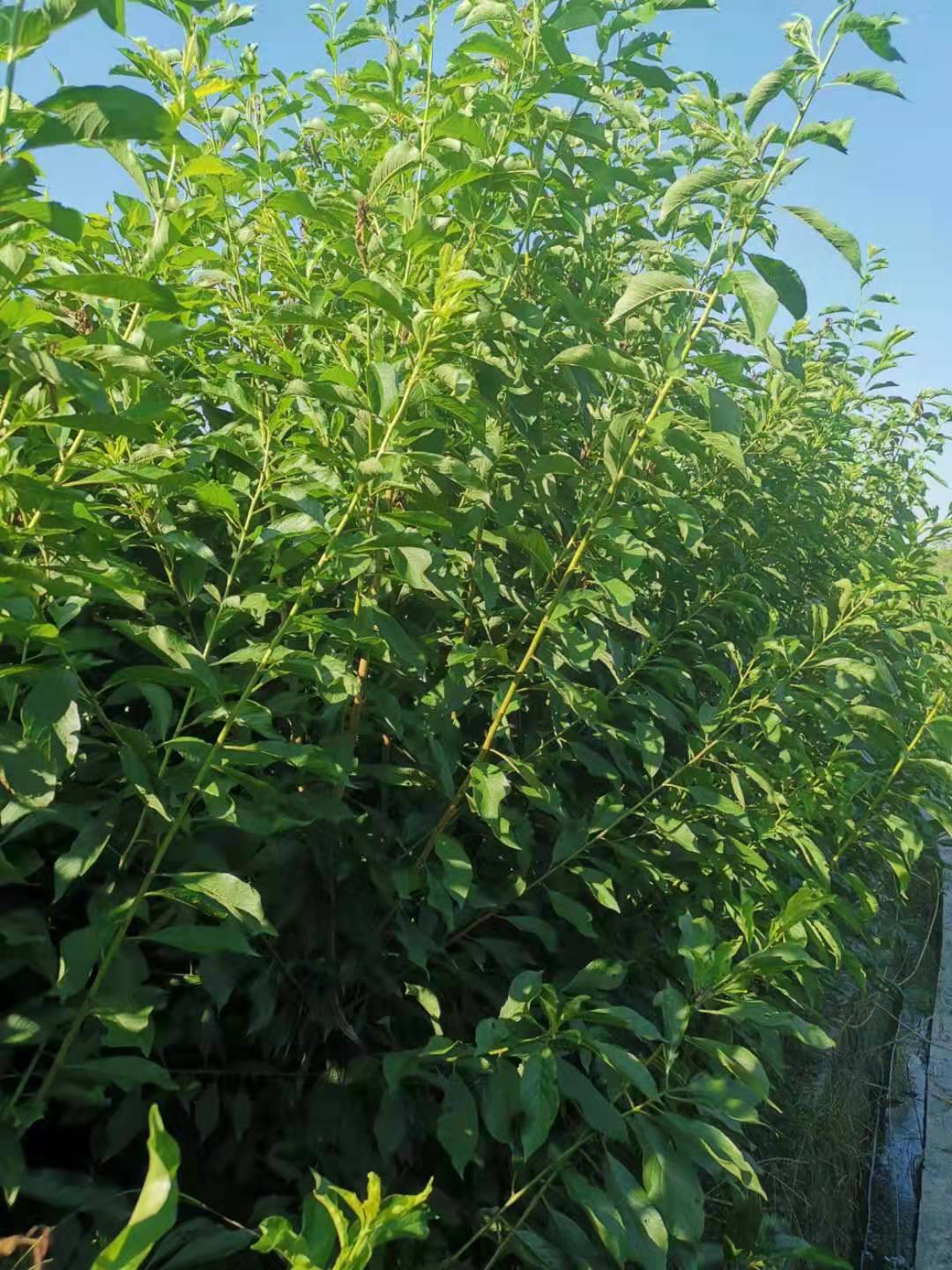 廣西南寧蜂糖李苗種植技術(shù),廣西南寧蜂糖李苗銷售