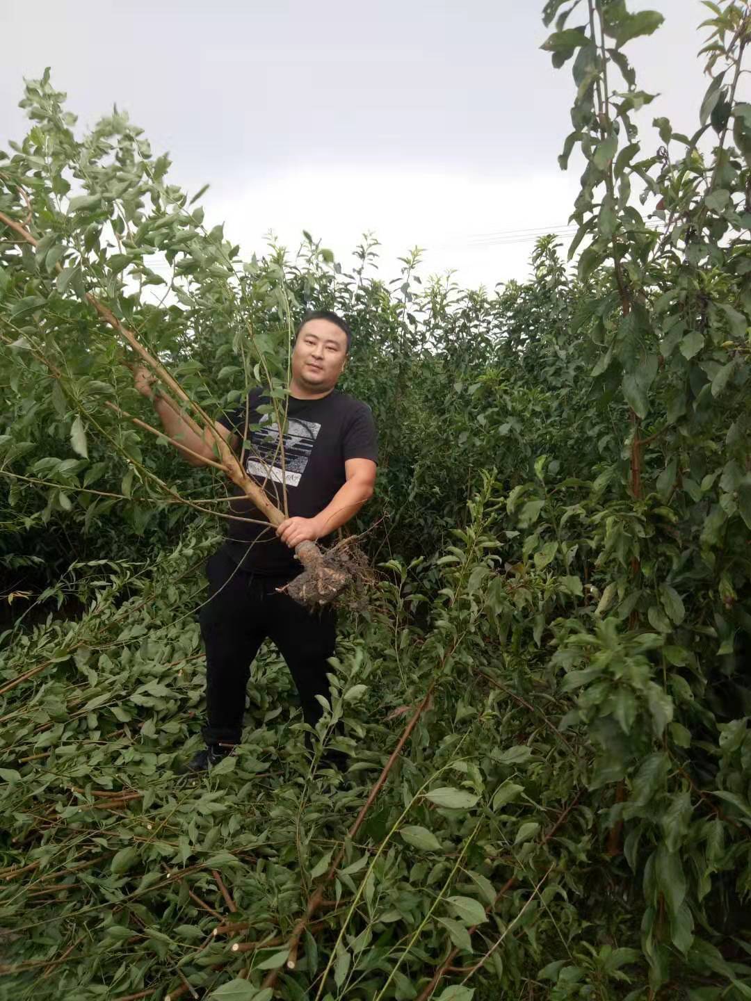 重慶開縣蜂糖李苗品種介紹,重慶開縣蜂糖李苗出售