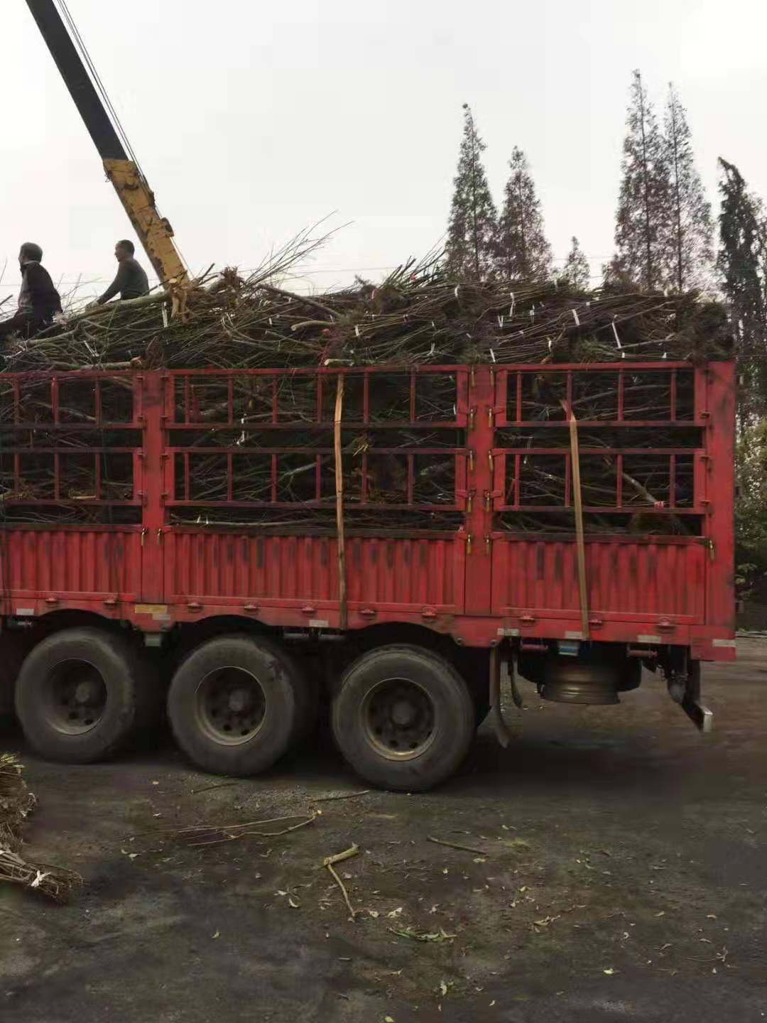 廣西南寧蜂糖李苗品種,廣西南寧蜂糖李苗供應(yīng)