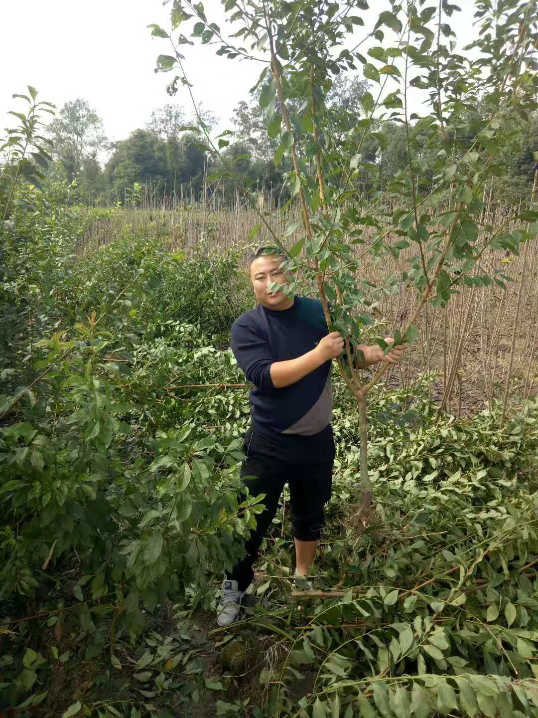 重慶秀山蜂糖李苗批發(fā)基地,重慶秀山蜂糖李苗供應(yīng)