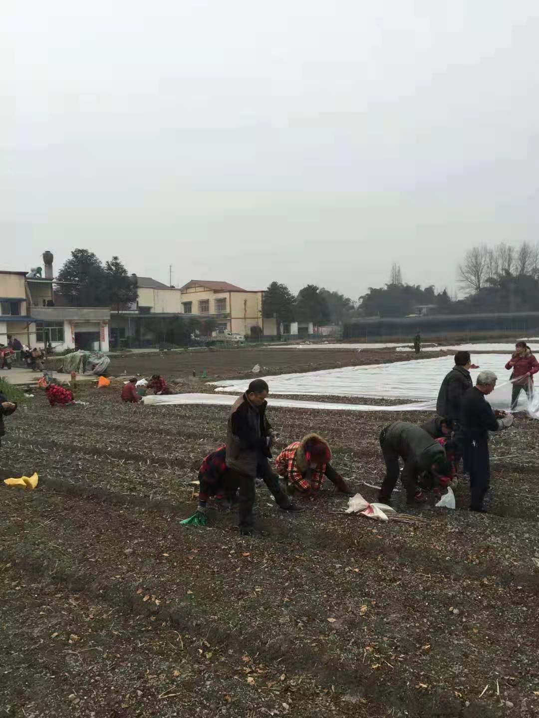 湖北武漢蜂糖李苗品種介紹,湖北武漢蜂糖李苗貨源