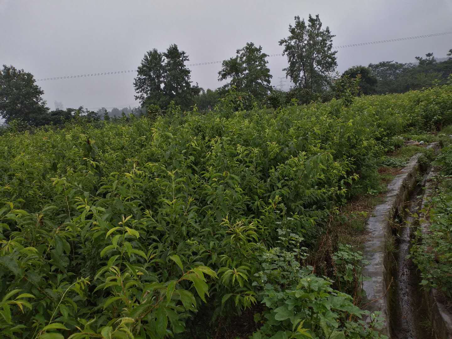 四川广安蜂糖李苗种植技术,四川广安蜂糖李苗出售