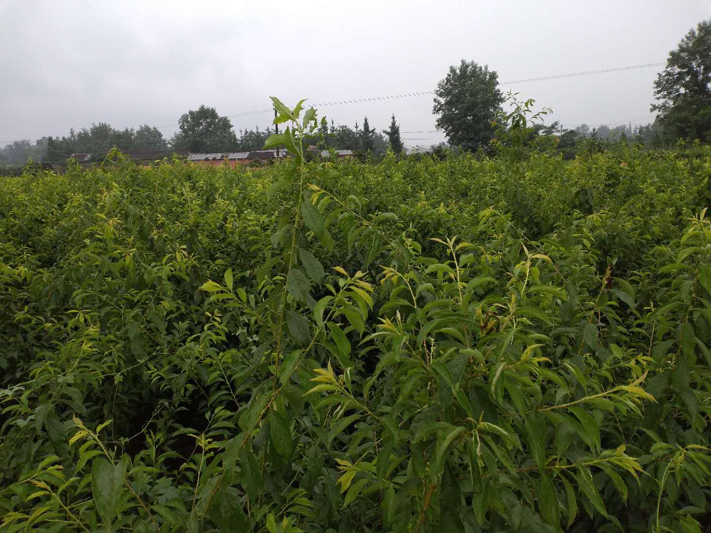 四川綿陽(yáng)蜂糖李苗品種,四川綿陽(yáng)蜂糖李苗出售