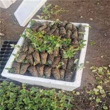 基质土草莓苗一亩种植数量