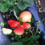 脱毒草莓苗种植前景