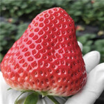 脱毒草莓苗品质特色