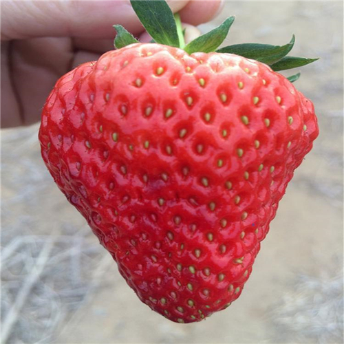 香野草莓苗图文