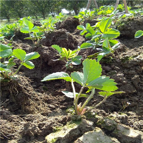 香野草莓苗图文