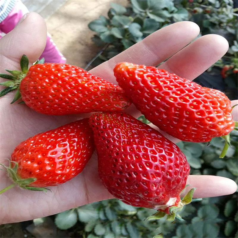 品種口感香甜美香莎草莓苗品種特色