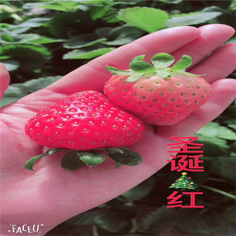 新品種草莓苗培育基地高產(chǎn)抗病妙香三號草莓苗品種特色