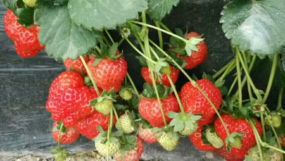 2021草莓苗繁育基地脱毒黔莓2号草莓苗苗场电话