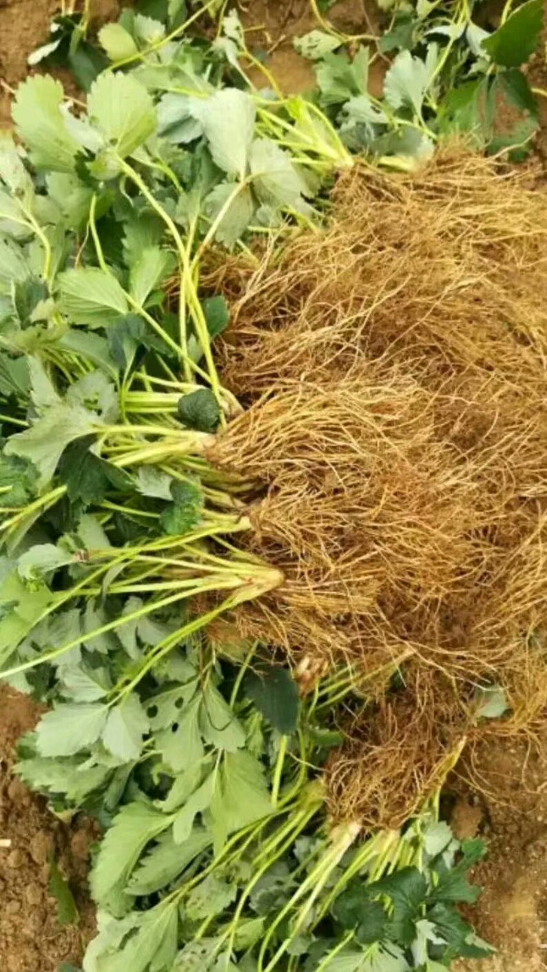 新品種草莓苗培育基地高產(chǎn)抗病妙香三號草莓苗品種特色