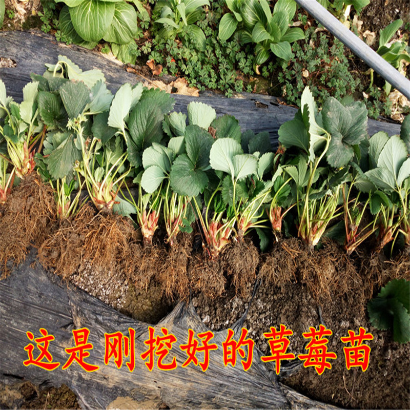 新品種草莓苗培育基地高產(chǎn)抗病妙香三號草莓苗品種特色