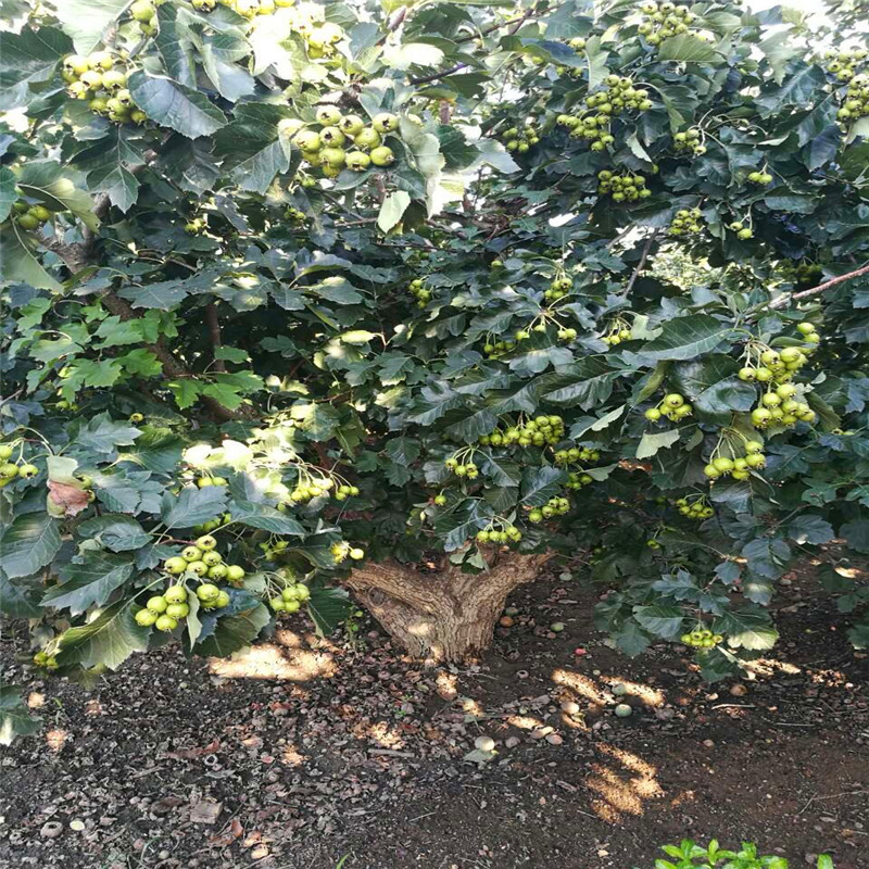 定植兩年帶分枝大五棱山楂苗出售價格