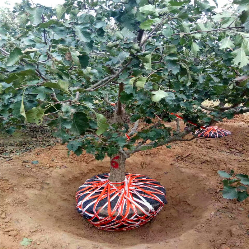 直徑三公分粗的山楂小樹種植技術(shù)