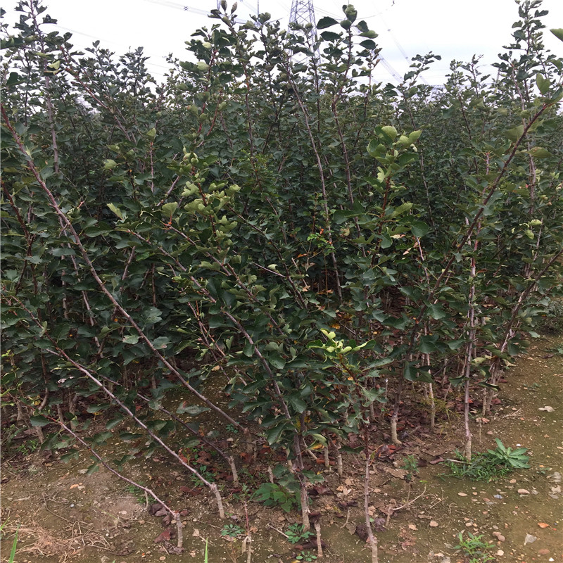 直徑三公分粗的山楂樹種植季節(jié)