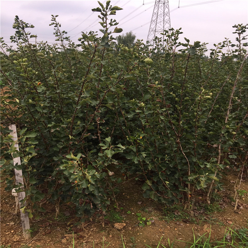 地徑一公分山楂小樹種植季節(jié)