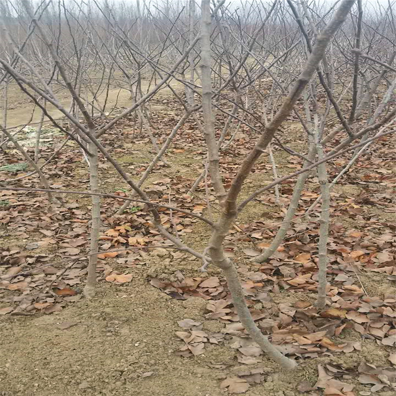 地径五公分当年结果山楂树一棵价钱山楂小苗种植季节