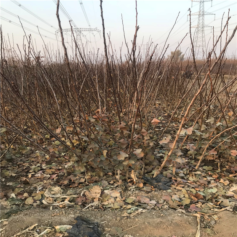 直徑三公分粗的大棉球山楂苗銷售電話