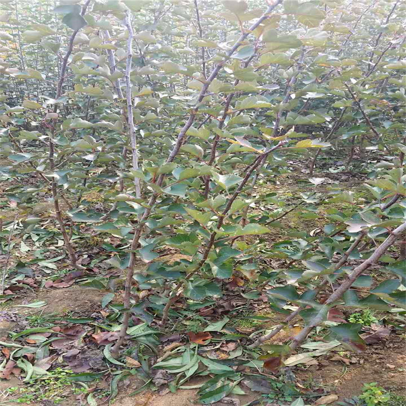 兩年生的甜山楂樹苗批發(fā)基地