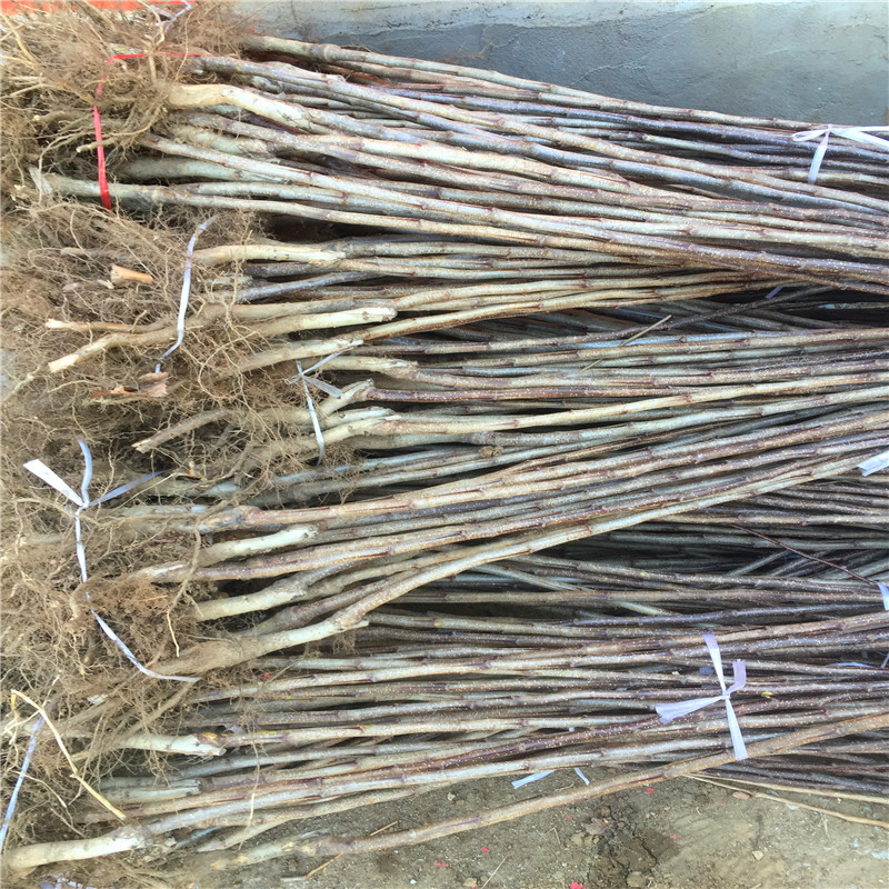 地徑一公分黃果山楂苗批發(fā)基地