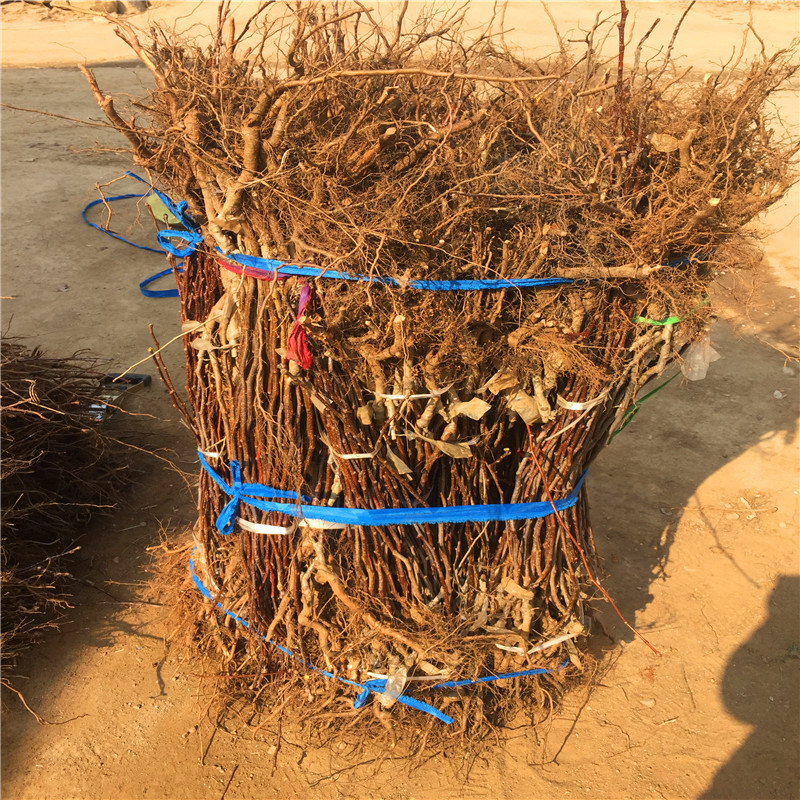 兩年生的山楂小樹種植技術