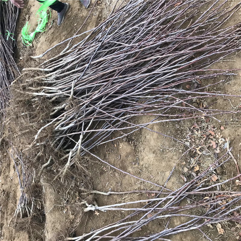 定植兩年帶分枝黃果山楂苗批發(fā)基地