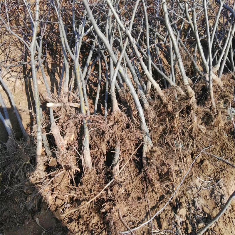 山東果樹苗基地黃果山楂苗兩年結果