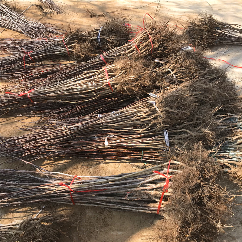 兩年生的甜山楂樹苗批發(fā)基地