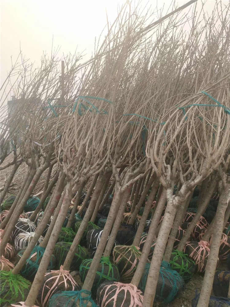 張家口宣化區櫻花價格基地湖北櫻花山西櫻花供應咨詢洽談合作