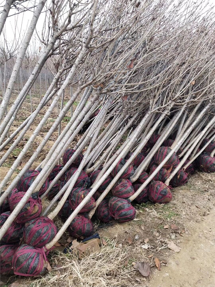 昆明8公分櫻花苗木價格規(guī)格多質(zhì)量好
