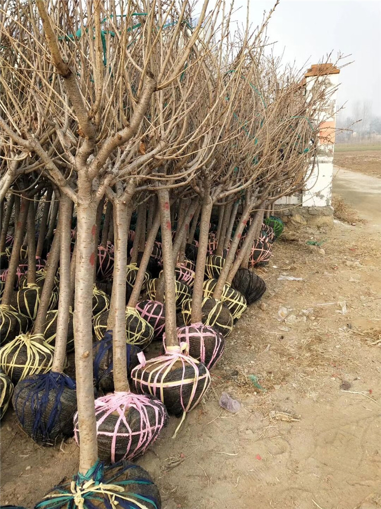 漳州龙文区泰安樱花山东樱花苗泰樱花树基地成活高根系发达