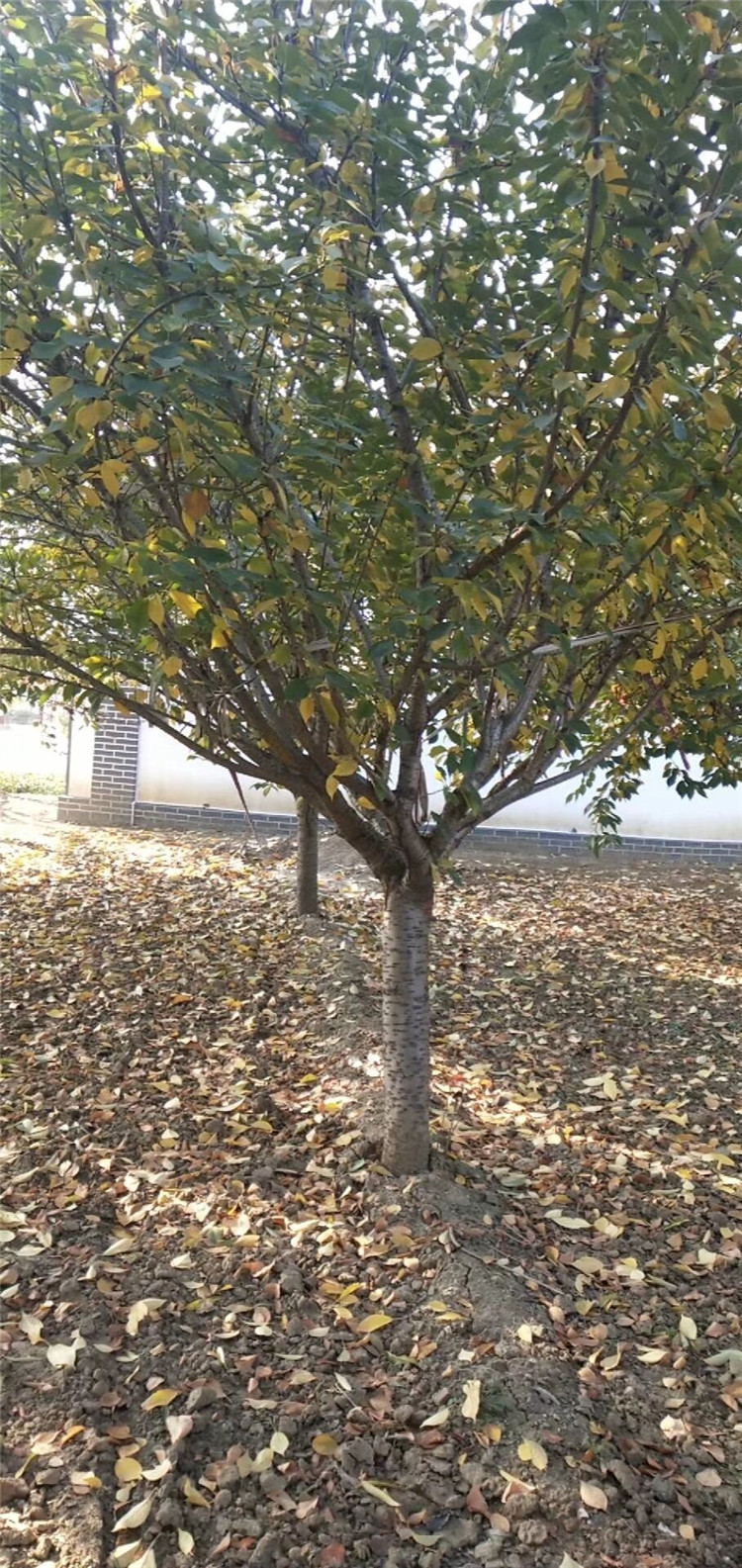 呼伦贝尔库伦旗红白花樱花苗嫁接樱花树苗风景树绿化