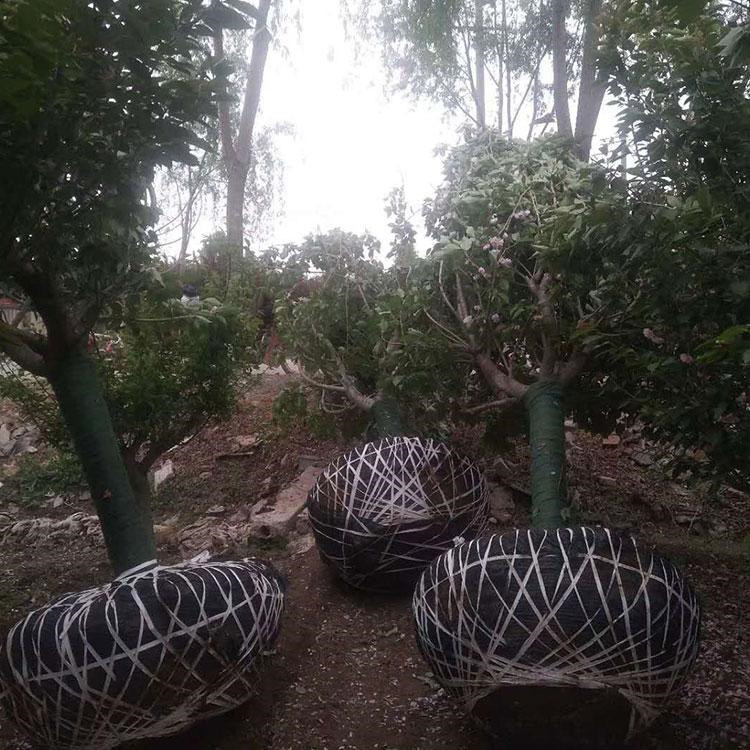 酒泉阿克塞8公分櫻花6公分櫻花樹價格風(fēng)景樹綠化