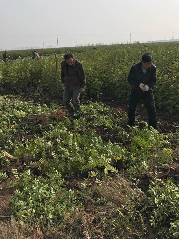 河南鄢陵县大红袍花椒树基地 价格供应质量好