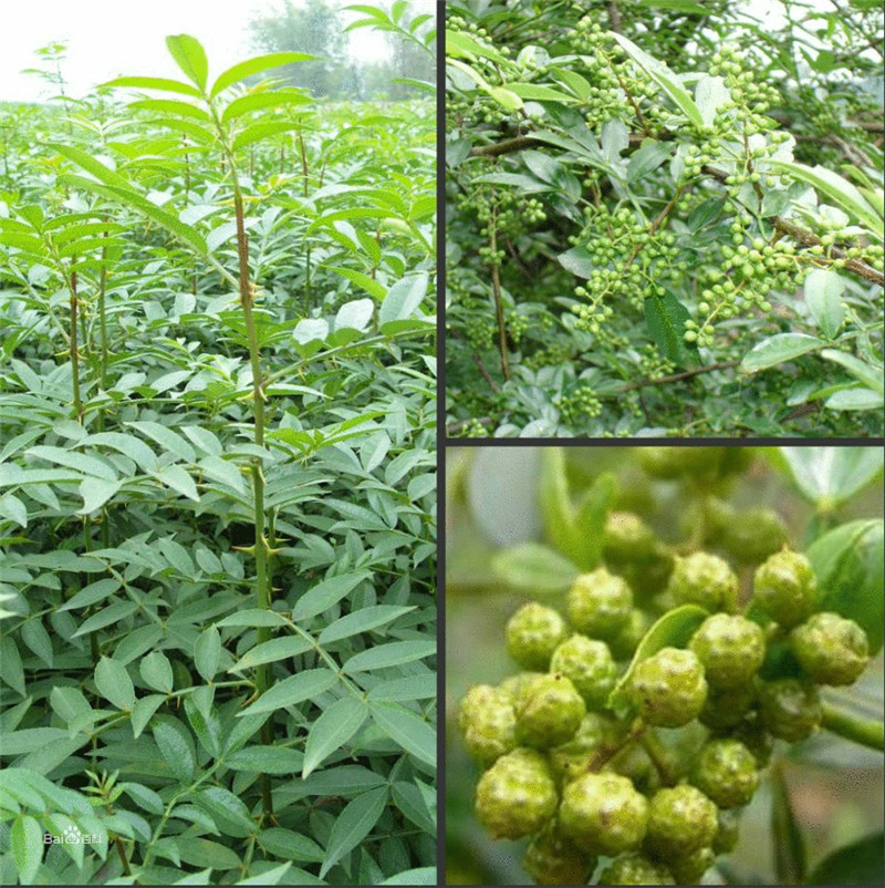 新疆阿拉爾大紅袍花椒樹基地 價格質(zhì)量好價格優(yōu)惠