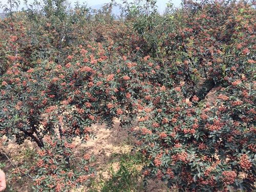 西藏林芝山东花椒树培育基地价格质量好价格优惠