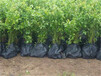 北京朝陽北陸藍莓苗基地供應價格低