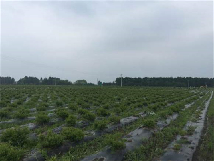 山東陵縣薄霧藍莓奧尼爾藍莓苗出售現(xiàn)挖現(xiàn)賣質(zhì)量好