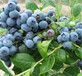 北京朝陽采摘豐產藍莓苗成活高產量高