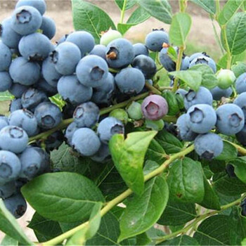 内蒙古锡林郭勒盟蓝莓苗多少钱一棵现挖现卖质量好