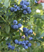 吉林洮北區組培藍莓苗看圃挖苗保濕郵寄