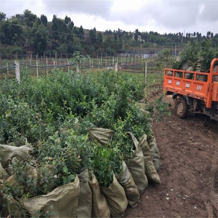 山东菏泽北方蓝莓苗南方蓝莓树产量高管理简单