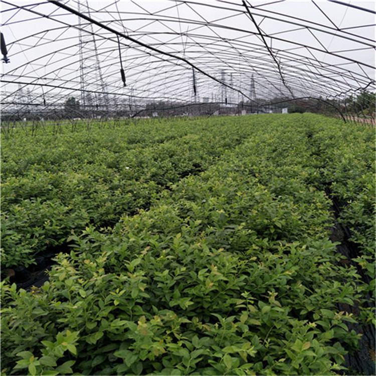 湖北黄冈盆栽蓝莓苗栽培现挖现卖质量好